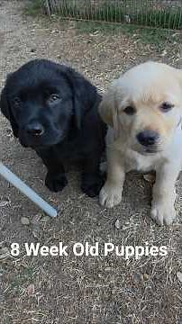 Adorable 8 week old puppies. #puppy #dog #labrador #cute