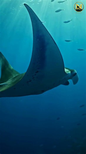 A Third Manta Ray Species Was Just Confirmed — Hiding in the Atlantic