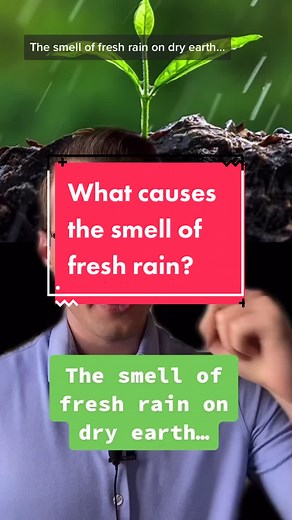 Understanding the Science of Petrichor: The Smell of Fresh Rain Explained