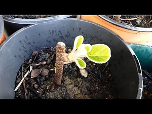 23# Cuttings and layering: method & examples ...