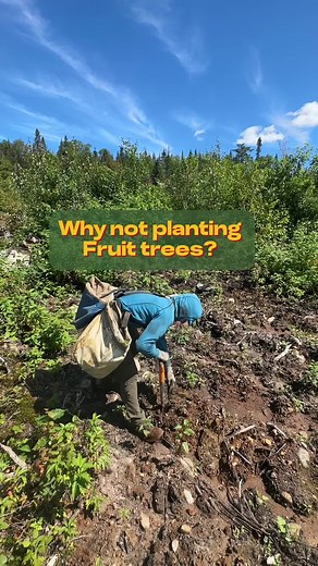 Optimal Tree Planting Strategies in Remote Areas Explained