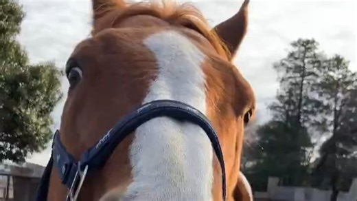 鲁米又在和主人拔河了