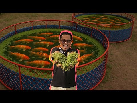 Azolla Farming Made Easy: 3 steps to grow azolla and Reap Big Benefits!