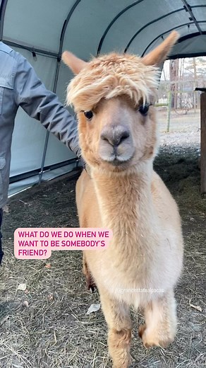An alpacas guide to making friends . . #makeanewfriend #granitestatealpacas #staring #babyalpaca #thea #ace #pepper #farmanimals #bemyfriend #alpacasofinstagram #runaway #NHalpacafarm #seacoastnh | Granite State Alpacas