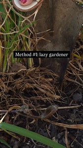 34K views · 435 reactions | 3 easy methods for dividing your daylilies. No special tools needed! | Blueacre Garden | Facebook