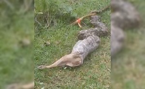On Camera: Python Devours Fox Alive, Leaving People In Shock