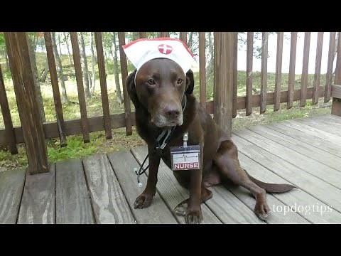 Easy DIY Halloween Costumes for Dogs