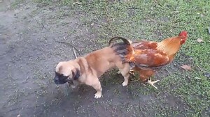 Un chien coincé dans un coq