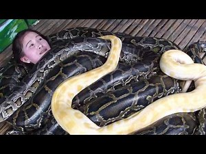 SCARY SNAKE MASSAGE(4 GIANT PYTHONS) AT CITY ZOO, CEBU PHILIPPINES...TRAVEL, ADVENTURE...