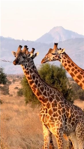 Playful Animals on the African Savanna – Fun Wildlife Moments #africa #safari #wildlife