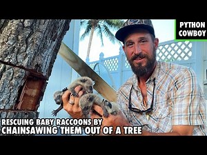 Rescuing Baby Raccoons With My Chainsaw
