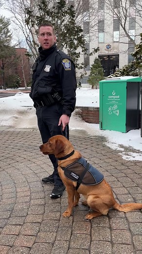 Copper, our beloved Comfort Dog, had an un-fur-gettable time at Northeastern University! She spent the day bringing smiles, comfort, and a little extra puppy love to students and staff. Copper made plenty of new friends—both two and four-legged! As part of her ongoing mission, Copper continues to be out and about in the Boston community. If you see her, be sure to stop by, say hello, and give her a well-deserved scratch behind the ears! A big thank you to Northeastern University for the warm wel