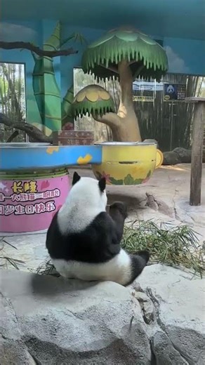 Panda Enjoying Bamboo from Behind 🐼🍃 Cute Back View & Tiny Ears!