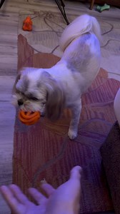 Cooper loves to play fetch! He makes fetch happen 😆 #shihtzu #bettyadbrenda | Betty and Brenda
