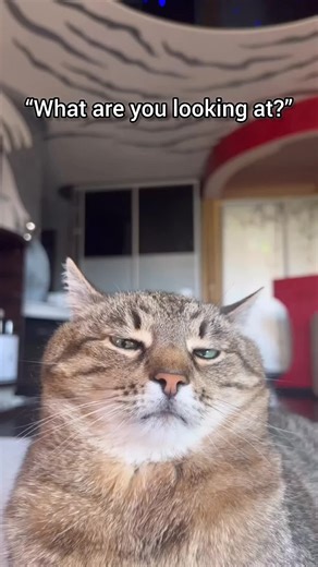 Any help 🙂 #funny #catmemes #staring #beautiful #memes