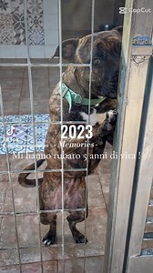 1.2K views · 48 reactions | Quasi 5 anni BUTTATI ..... Questa...