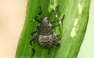 10 Tips for Battling Stink Bugs