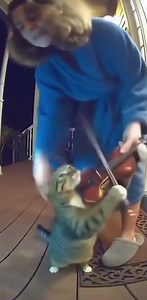 cat playing violet in the middle of the night