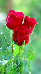 241K views · 9.1K reactions | Beautiful Roses | Roses | Facebook