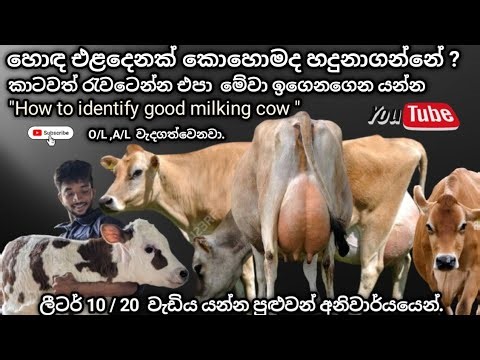 How to identify good milking cow 🐮 හොඳ කිරි ගවයෙක් තෝර ගන්න හරිම ක්‍රමය.(‪@FarmandPetTalk‬ )✅💸.