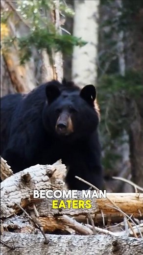 128 bear attacks. One park. 🐻 We stopped being scary. They noticed..