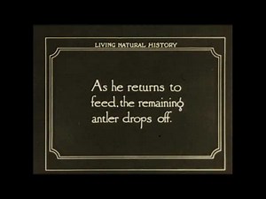 Elk Antler Shedding: A Rare Natural History Film