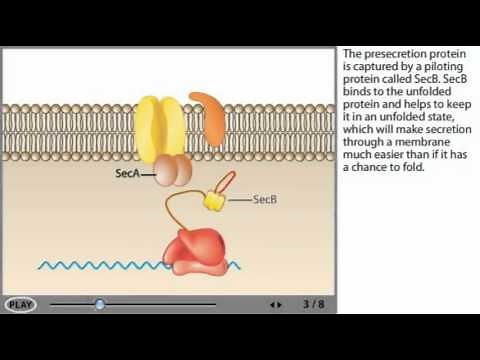 Sec dependent protein Secretion Animation