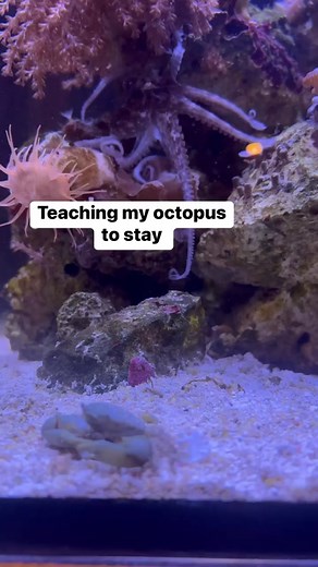 Training and Feeding a Pet Octopus