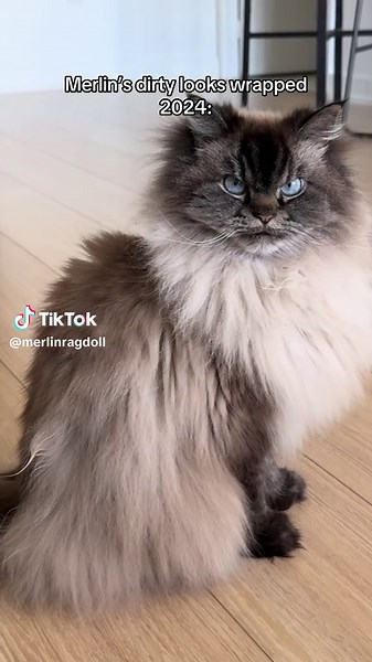 Anticipating 2025: Insights into Merlin and More