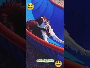 Hilarious Dogs Swimming Compilation 🐶💦 | Funny Pet Moments & Epic Pool Fails!