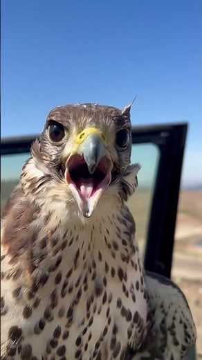 Prairie Falcon #falconry