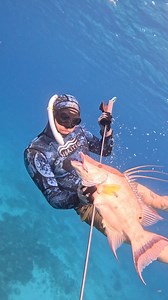 567K views · 9.9K reactions | Spearfishing Giant Hogfish! #spearfishing #fishing | Nick Bailey Spearfishing | Facebook