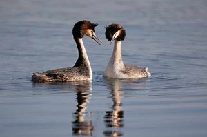 Where and when to see great crested grebes dancing in the UK - Discover Wildlife