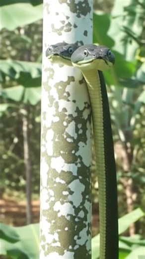 ​​Meet the Two-Headed Snake.