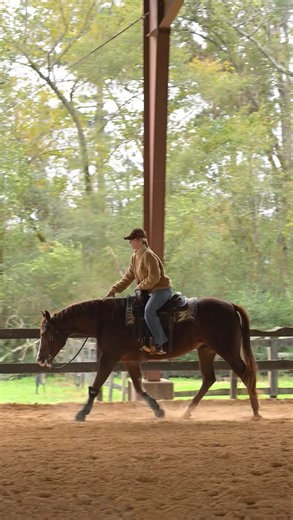 Sly the superstar 🌟 2018 AQHA sorrel gelding — 15 hands of pure class, style, and heart. Pedigree Royalty: By Conquistador Whiz and out of a Hollywood Dun It mare — Sly carries the blood of reining legends! Talent Training: Show-ready and solid in reining, ranch rail, and trail. Smooth jog, lead changes, big turns — all on a loose rein. Sly will be big time in the ranch riding! Sly loves people, is patient with beginners, and is always eager to please. If you’re dreaming of a safe, sound, and s