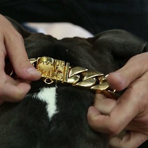 3.2K reactions · 5.1K shares | The new all gold collection from bigdogchains.com be the envy at the next dog show or event! | Big Dog Chains | Facebook