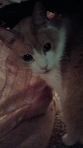 Hide and Seek with Orion