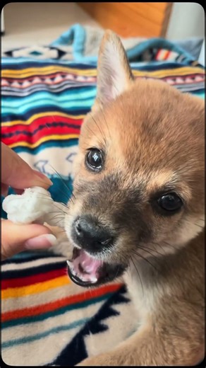 냠냠 처음 먹어보는 개껌🦴 #시바 #일상기록