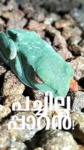 Malabar Flying Frog | പച്ചിലപ്പാറൻ