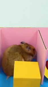 Our brave hamster Summer dives into a giant Emoji maze 🛠️❤️ #hamsterjourney #socialmediamaze #homuraham #cutehamster | Homura Ham