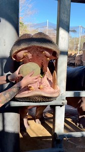 87K views · 9.4K reactions | Cantaloupe is the breakfast of champions! 鍊 . . . #animals #hippo #cuteanimals #cute #animal | San Antonio Zoo | Facebook