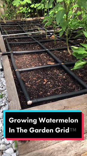 Garden In Minutes on TikTok