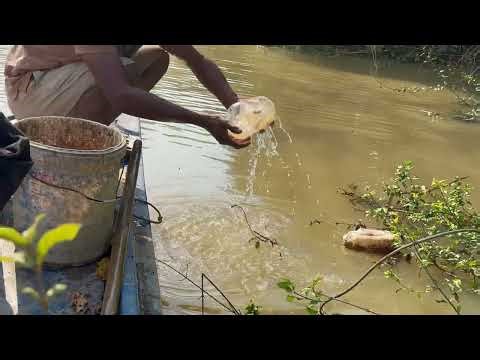 We Survived Ancient Fishing Techniques #primitivetool #primitivesurvival #primitivewildlife