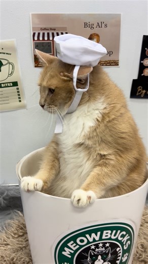 Welcome to Big Al's Coffee Shop. Fish sandwich's are on special for lunch and a cat nip cappuccino is the drink of the day ☕️ 🐟 Stop on in and celebrate National Cappuccino Day at Big Al's Coffee Shop! | Precious Paws Humane Society of Chisholm