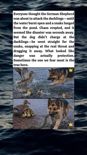 The “Dangerous” Dog Who Saved the Ducklings