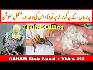 Feather Falling or Plucking of Australian parrots, Reason with solutions By |Arham|., Video. 243