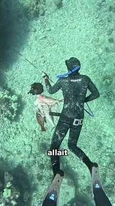 Giant grouper attacks a shark in front of me #fishing #nature #animals #ocean #sea