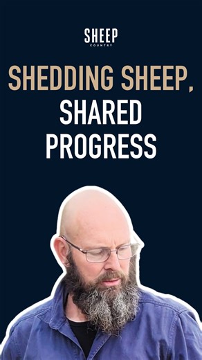 5.2K views · 17 reactions | Nationwide breeders are teaming up through the Shedding Sheep Improvement Group to lift genetics, cut workload, and boost performance in shedding sheep. Find out more by listening to the SHEEP Country podcast episode featuring Daniel Wheeler, the group manager of the Shedding group. | Country-Wide | Facebook