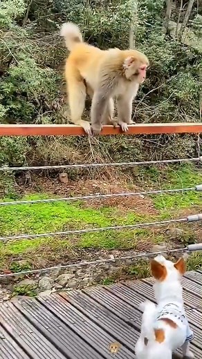 Adorable baby monkeys daily video 🐵🐒🙊 #reel #monkey #wildmonkey #babymonkey #cutemonkey #cutebabymonkey #animals #FacebookReelsContest | Adorable Baby