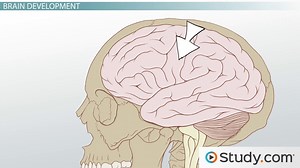 Motor, Sensory & Brain Development in the First Two Years of Life - Video | Study.com